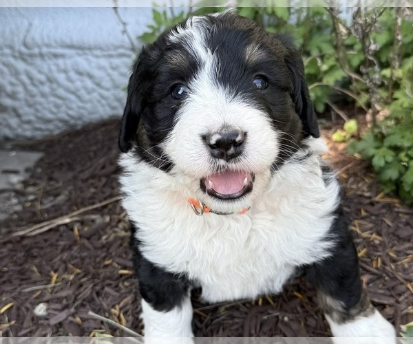 Medium Photo #3 Bernedoodle Puppy For Sale in SIBLEY, IL, USA