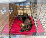 Small #2 Rottweiler