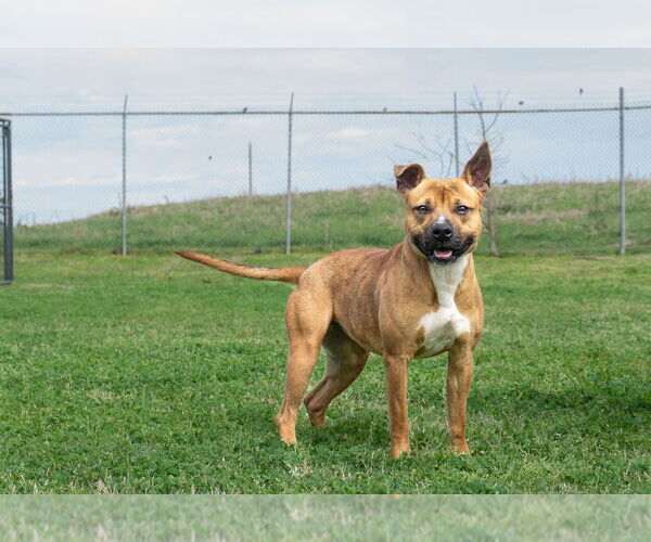 Medium Photo #1 Mutt Puppy For Sale in Abbeville, LA, USA