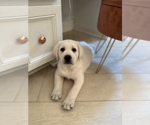 Medium Photo #5 Labrador Retriever Puppy For Sale in GREER, SC, USA