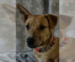 Small #12 Labrador Retriever Mix