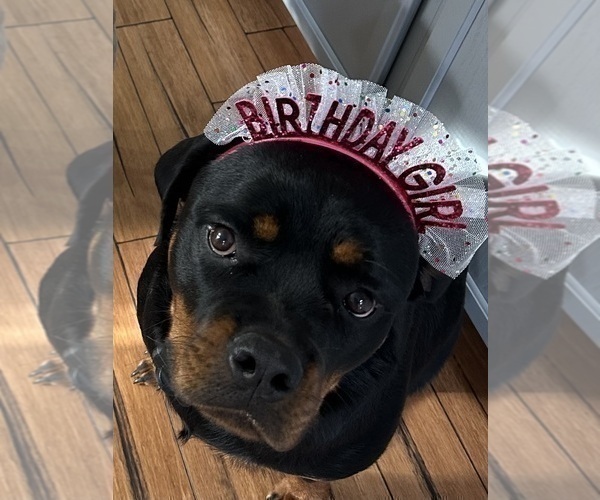 Medium Photo #16 Rottweiler Puppy For Sale in VONORE, TN, USA