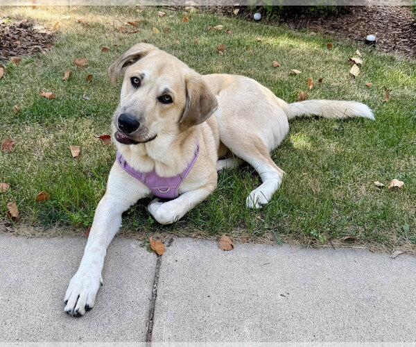 Medium Photo #5 Mutt Puppy For Sale in St. Louis Park, MN, USA