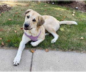 Sweet Pea - Female Mutt Dog for Adoption - Photo #5