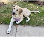 Small Photo #5 Mutt Puppy For Sale in St. Louis Park, MN, USA