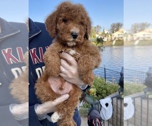 Bernedoodle-Poodle (Standard) Mix Puppy for sale in MORENO VALLEY, CA, USA