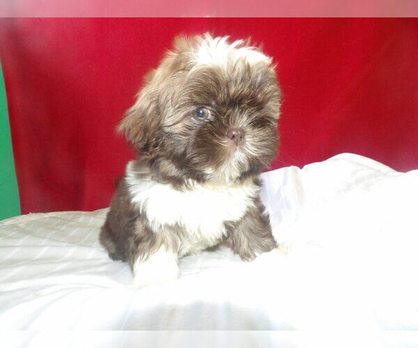 Medium Photo #1 Shih Tzu Puppy For Sale in PATERSON, NJ, USA