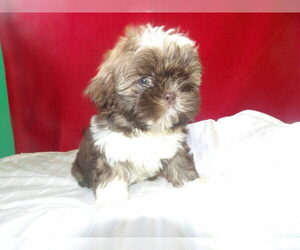 Shih Tzu Puppy for sale in PATERSON, NJ, USA