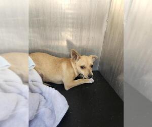 Chihuahua-Unknown Mix Dogs for adoption in San Antonio, TX, USA
