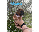 Small Photo #3 Boxer Puppy For Sale in CLAYTON, DE, USA