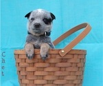 Small Australian Cattle Dog