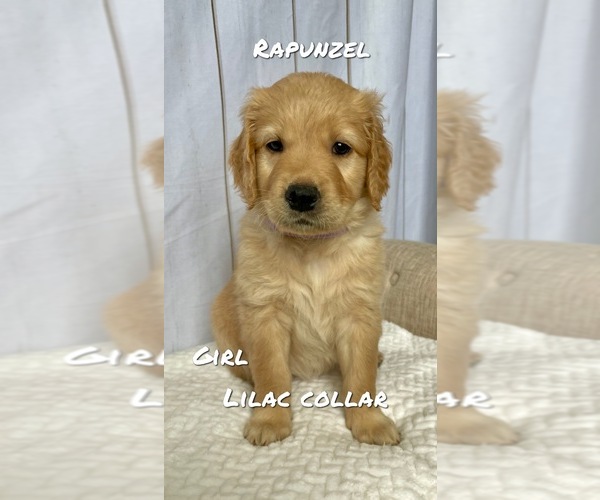 Medium Photo #5 Goldendoodle Puppy For Sale in DELANO, CA, USA