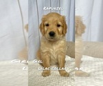 Small Photo #5 Goldendoodle Puppy For Sale in DELANO, CA, USA