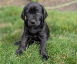 Puppy Rose Great Dane-Labrador Retriever Mix