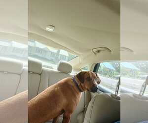 Professor Red - Male Labrador Retriever-Unknown Mix Dog for Adoption - Photo #4