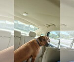 Small Photo #4 Labrador Retriever-Unknown Mix Puppy For Sale in Murfreesboro, NC, USA