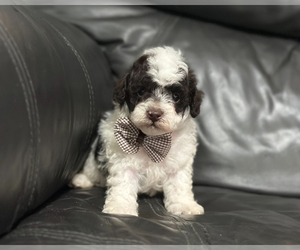 Poodle (Toy) Puppy for sale in CAMPBELLSVILLE, KY, USA