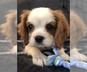 Cavalier King Charles Spaniel Puppy for sale in RICHMOND, KY, USA