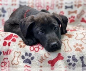 Labrador Retriever-Unknown Mix Puppy for sale in LAKELAND, FL, USA