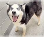 Small #1 Siberian Husky