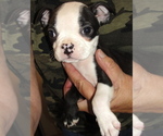 Puppy OLiver Boston Terrier