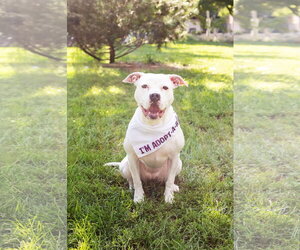 Cortina - Female Mutt Dog for Adoption - Photo #4