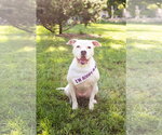 Small Photo #4 Mutt Puppy For Sale in Crete, IL, USA