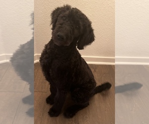 Labradoodle Puppy for sale in SPRINGDALE, AR, USA