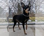 Small Photo #1 Miniature Pinscher Puppy For Sale in Muskegon, MI, USA