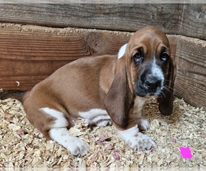 Basset Hound Puppy for sale in FONDA, NY, USA