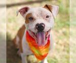 Small American Staffordshire Terrier Mix