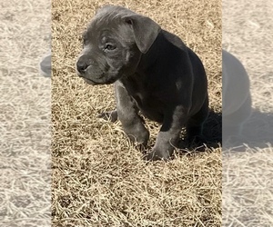 American Bully Puppy for sale in ATOKA, OK, USA