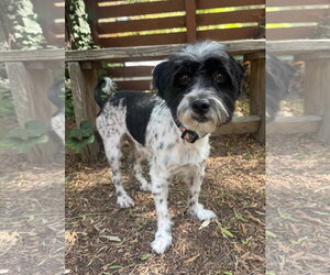 Maltese-Unknown Mix Dogs for adoption in Marina Del Rey, CA, USA