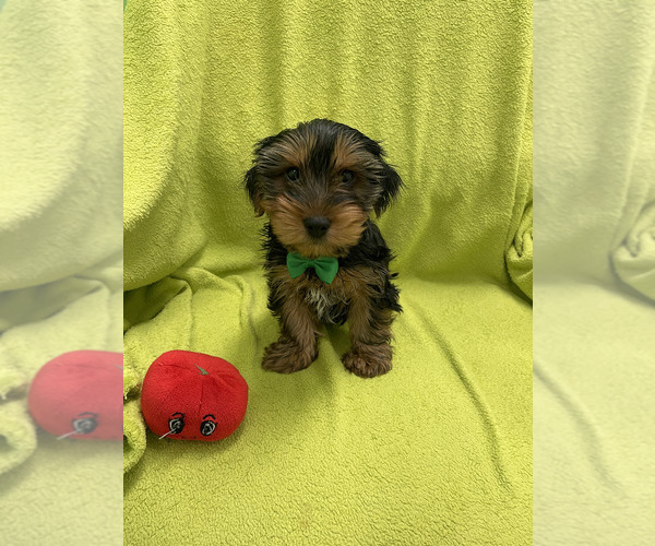 Medium Photo #1 Yorkshire Terrier Puppy For Sale in RANDOLPH, MA, USA
