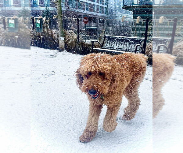 Medium Photo #1 Poodle (Standard) Puppy For Sale in Elmsford, NY, USA