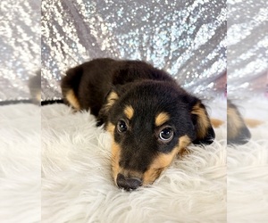 Rat-Cha Puppy for sale in INDIANAPOLIS, IN, USA