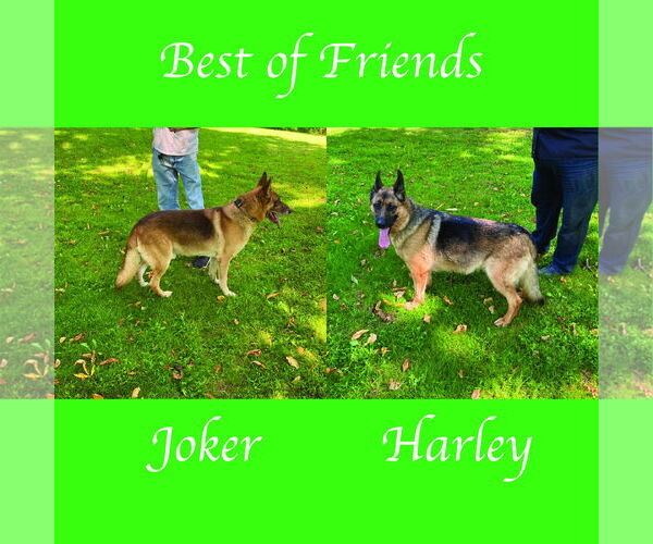Medium Photo #6 German Shepherd Dog Puppy For Sale in Millburn, NJ, USA