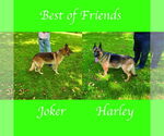 Small #5 German Shepherd Dog