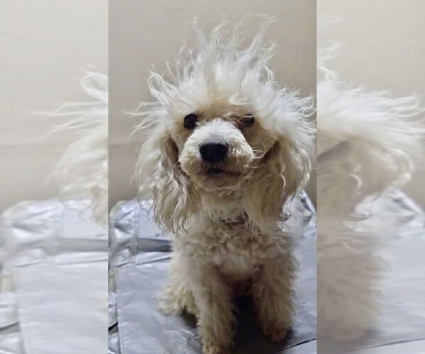 Medium Photo #1 Poodle (Miniature) Puppy For Sale in San Diego, CA, USA