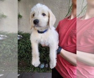 Labradoodle Puppy for sale in SPRING HILL, FL, USA