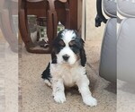 Puppy Jolly English Springer Spaniel