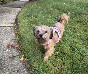 A Cassandra - Female Mutt Dog for Adoption - Photo #2