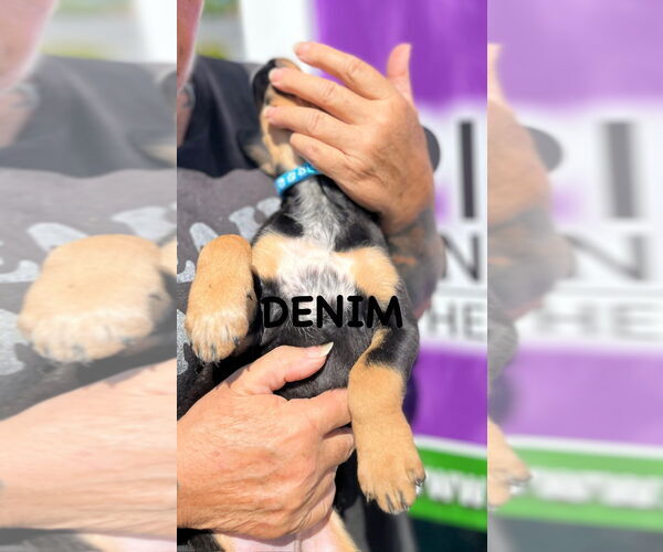 Medium Photo #2 Mutt Puppy For Sale in Mooresville, NC, USA