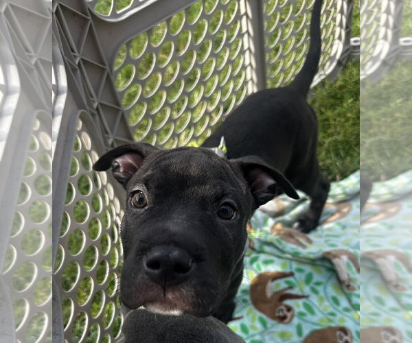 Medium Photo #3 American Pit Bull Terrier-Unknown Mix Puppy For Sale in Germantown, OH, USA