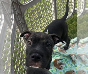 Frappuccino - Male American Pit Bull Terrier-Unknown Mix Dog for Adoption - Photo #3