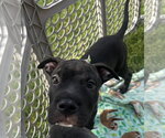 Small #2 American Pit Bull Terrier Mix