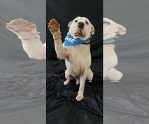 American Bulldog-Chinese Shar-Pei Mix Dogs for adoption in Rockaway, NJ, USA