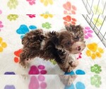 Small #11 Cockapoo (Toy)-Poodle (Toy) Mix