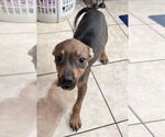 Small #5 American Staffordshire Terrier Mix