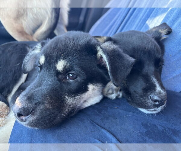 Medium Photo #8 Shepradors Puppy For Sale in Princeton, MN, USA